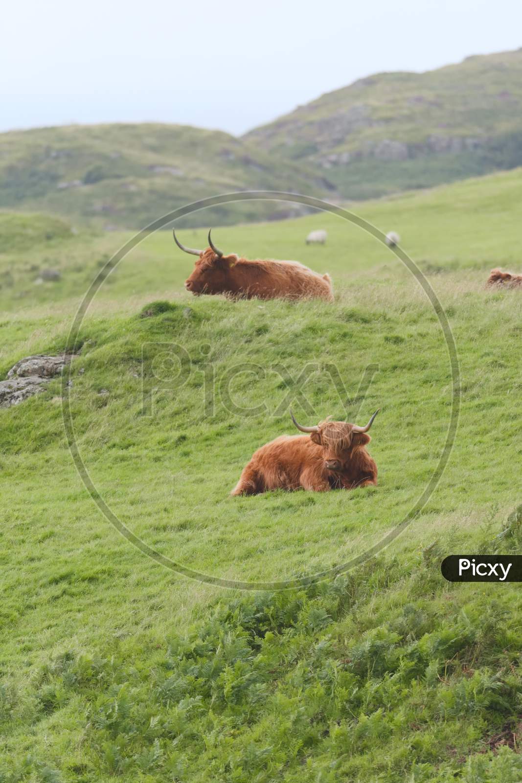 Image of Portrait Two Male Highland Cattle Bulls Lye Amongst Windswept ...