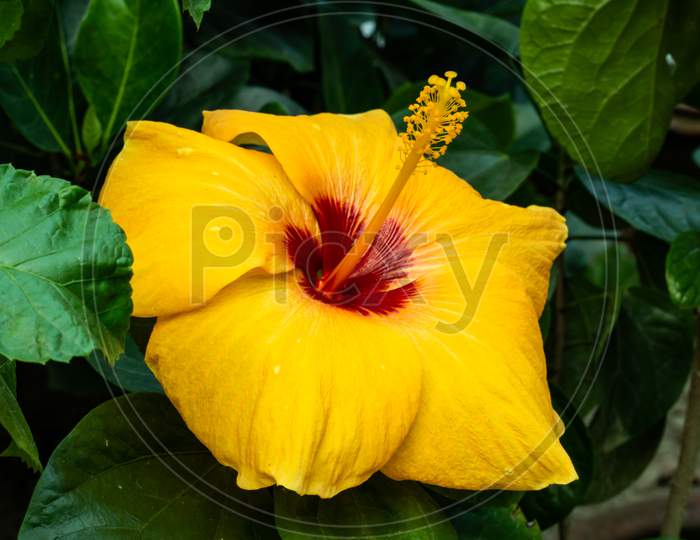 Yellow Petals Big Joba Flower Or Hibiscus Rosa-Sinensis
