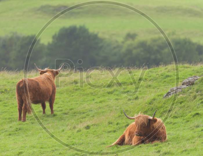 Moody Scene Of 2 Highland Cattle Scottish Bulls. One Lies In Grass, The Other Looks Away.