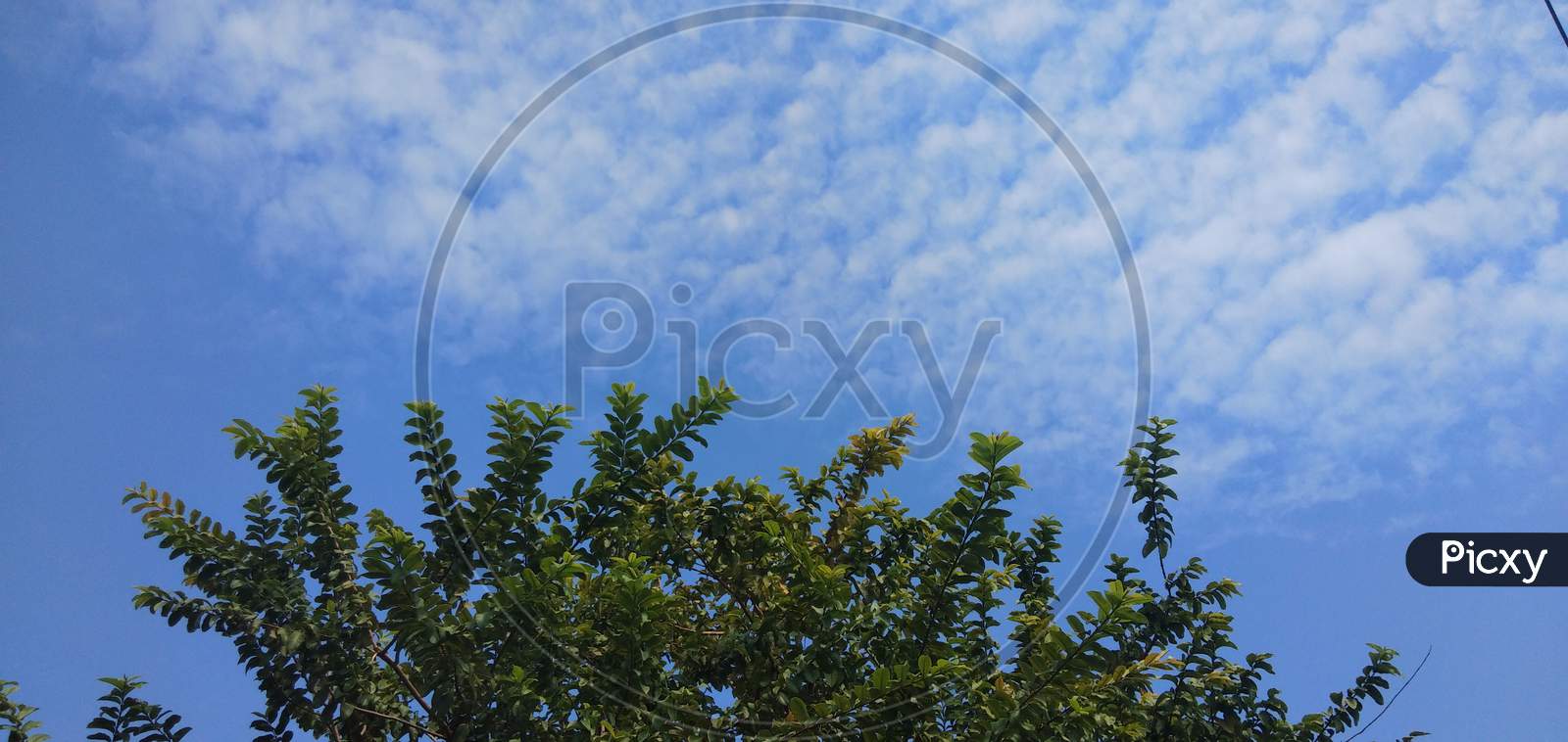 Sky with trees