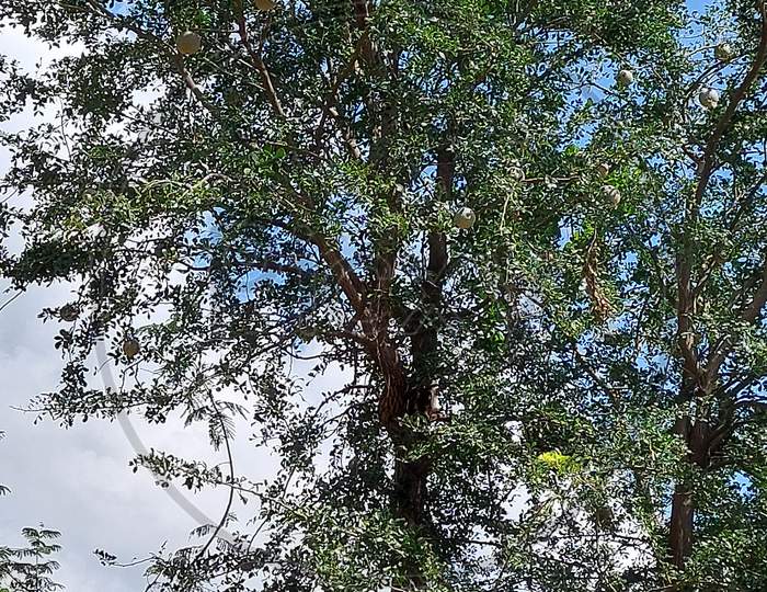Woodapple tree or bael fruit tree