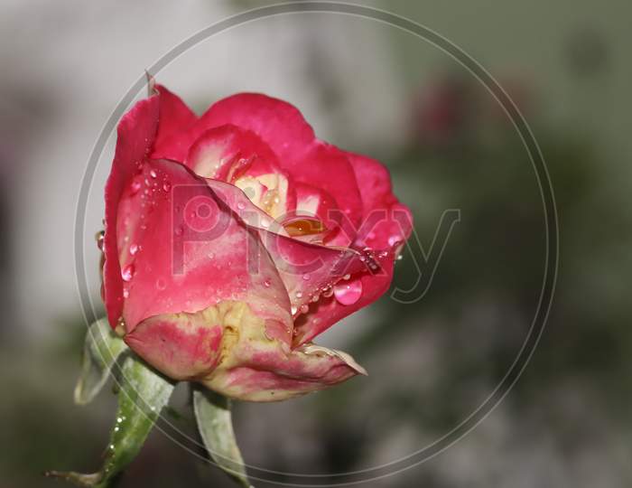 Close up of Beautiful red and pink Rose - symbol of love and purity