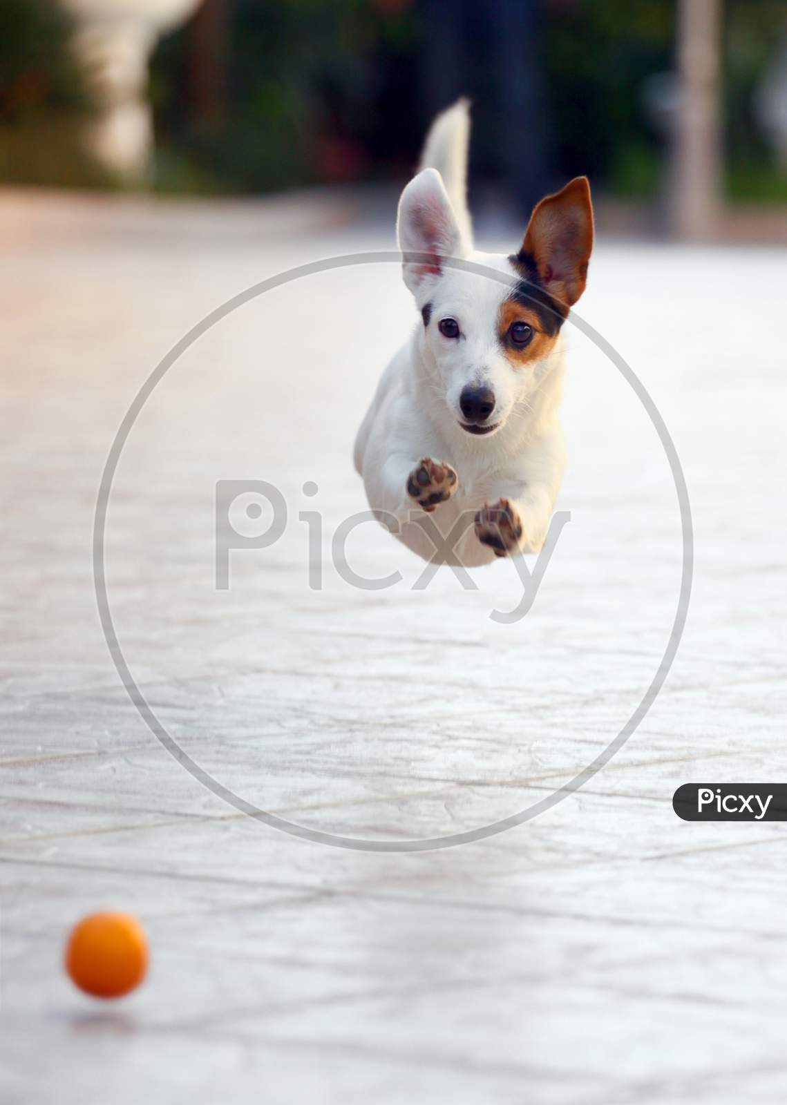 Jack sales russell jumping