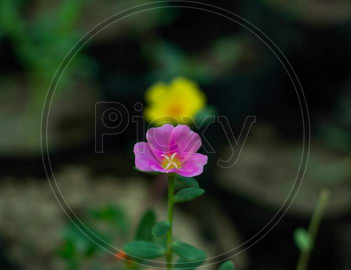 Portulaca Oleracea Or Little Hogweed Pink And Yellow Color