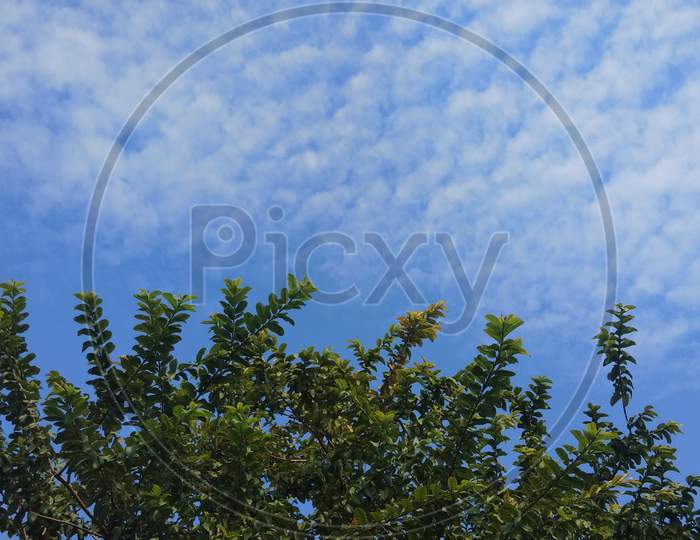 Sky with trees