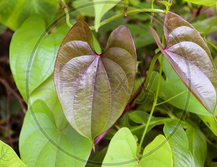 Beautiful Tree Potato Leaves. The Name Of Dioscorea Alata, Dioscoreaceae (Mati Alu Pata), Purple Yam, Greater Yam, Guyana Arrowroot, Ten-Months Yam, Water Yam, White Yam, Winged Yam.