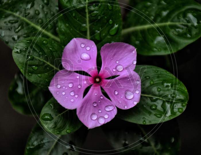 pink droplets of anture