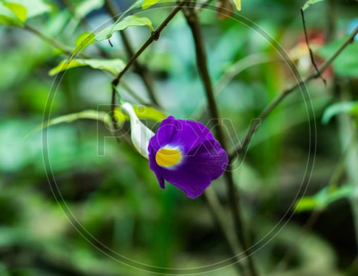 Thunbergia Erecta That Purple And Yellow Bush Clockvine Flower