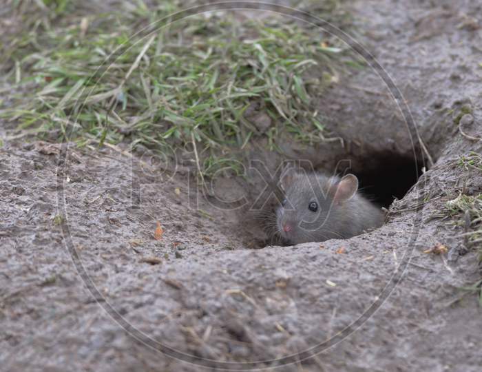 Young Baby Brown Rat Peeks Head And Face Out Of Wet Muddy Burrow.