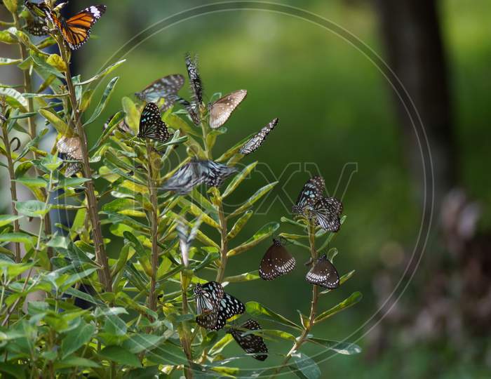 Group Of Butterflies On The Plant