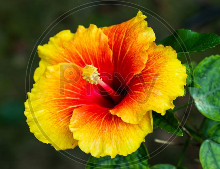 Colorful Big Joba Flower Or Hibiscus Rosa-Sinensis From China