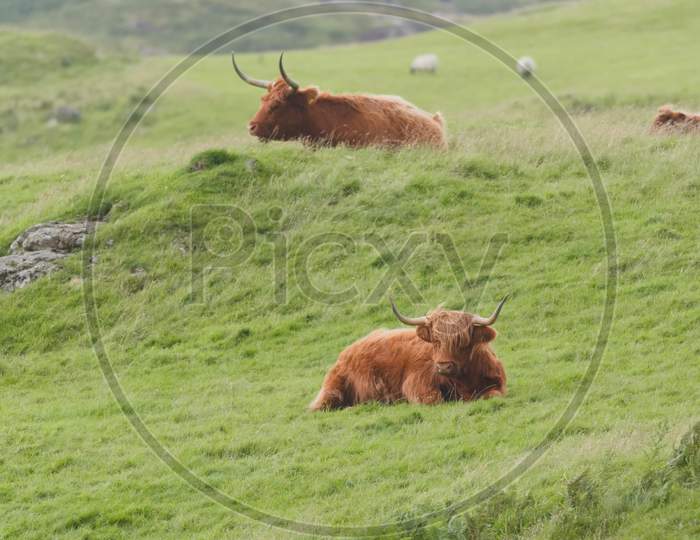 Portrait Two Male Highland Cattle Bulls Lye Amongst Windswept Grass, One On A Mound. Sheep Graze In The Background.