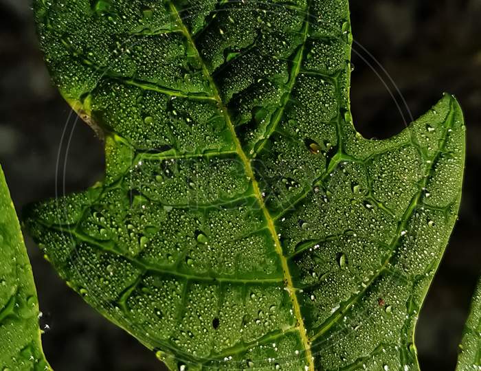 Green leaf with tiny drops of dew on the surface