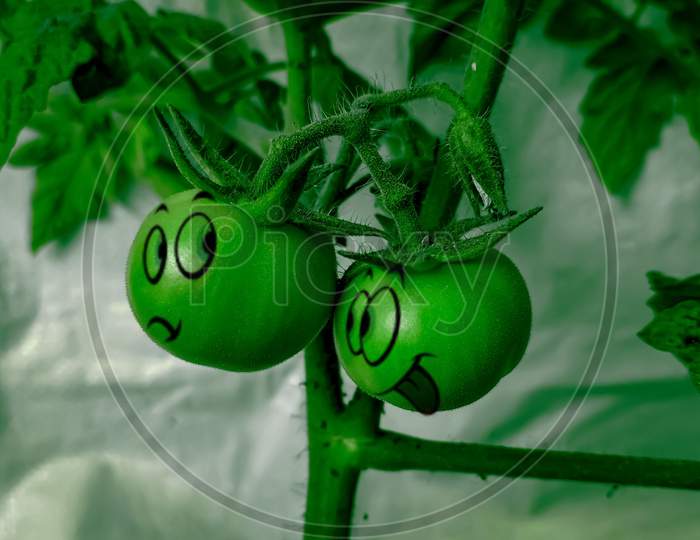 Creative Tomato Photography