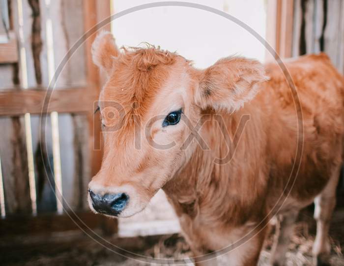 Picture of a calf.