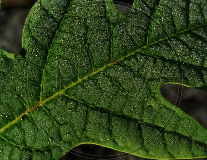 Green leaf with dewdrops on its surface