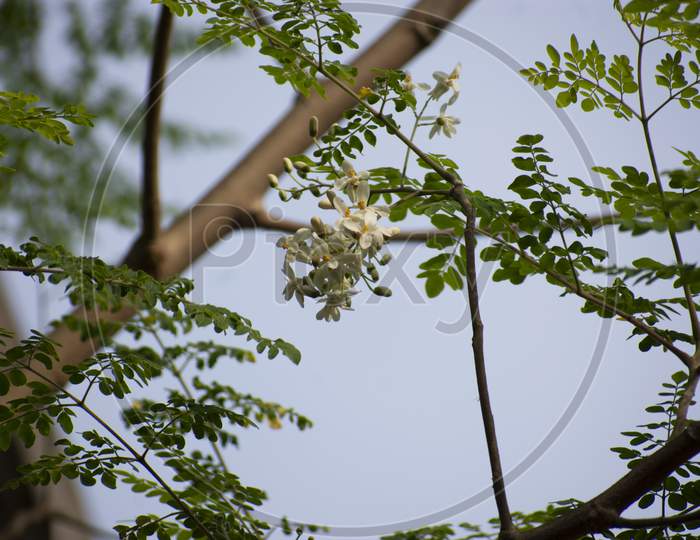 Moringa Oleifera Is A Fast-Growing, Drought-Resistant Tree Of The Family Moringaceae, Native To The Indian Subcontinent