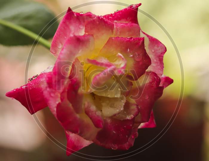 Close up of Beautiful red and pink Rose - symbol of love and purity