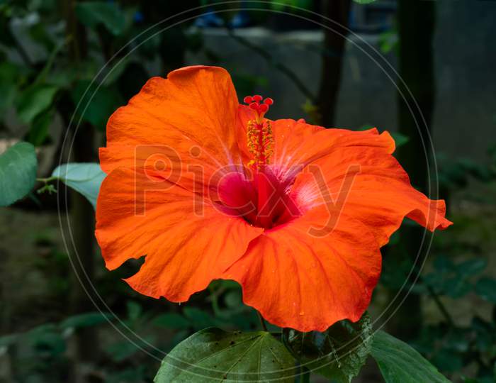 Big Red Or Orange Joba Flower Or Hibiscus Rosa-Sinensis