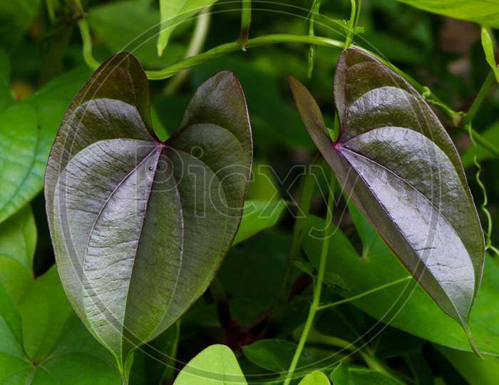 Beautiful Purple Tree Potato Leaves. The Name Of Dioscorea Alata, Dioscoreaceae (Mati Alu Pata), Purple Yam, Greater Yam, Guyana Arrowroot, Ten-Months Yam, Water Yam, White Yam, Winged Yam.
