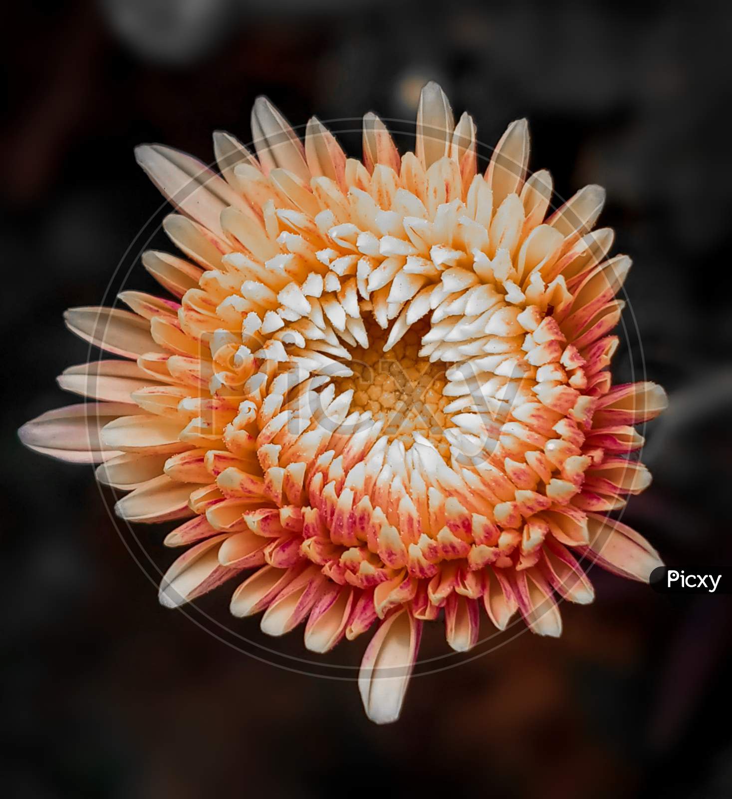 Flower, Macro photography