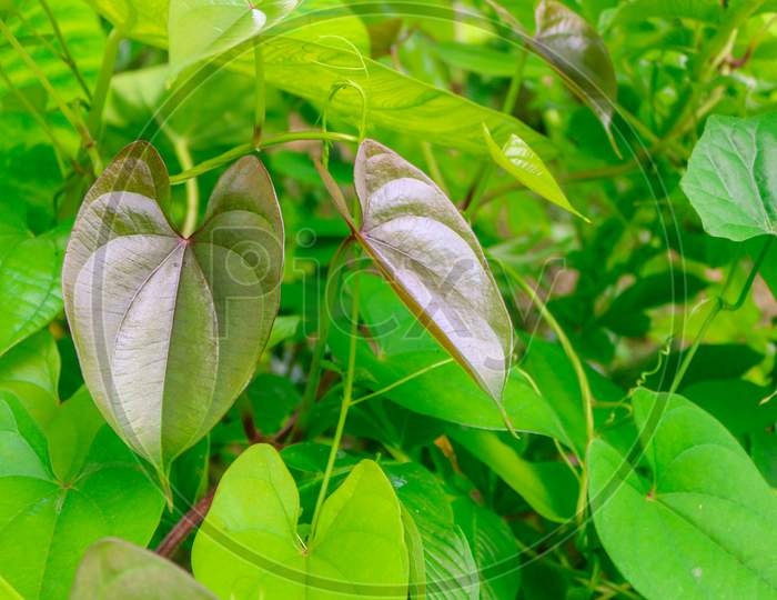 Beautiful Tree Potato Leaves. The Name Of Dioscorea Alata, Dioscoreaceae (Mati Alu Pata), Purple Yam, Greater Yam, Guyana Arrowroot, Ten-Months Yam, Water Yam, White Yam, Winged Yam.