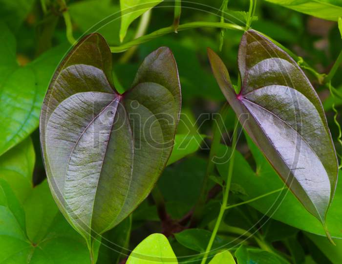Beautiful Tree Potato Leaves. The Name Of Dioscorea Alata, Dioscoreaceae (Mati Alu Pata), Purple Yam, Greater Yam, Guyana Arrowroot, Ten-Months Yam, Water Yam, White Yam, Winged Yam
