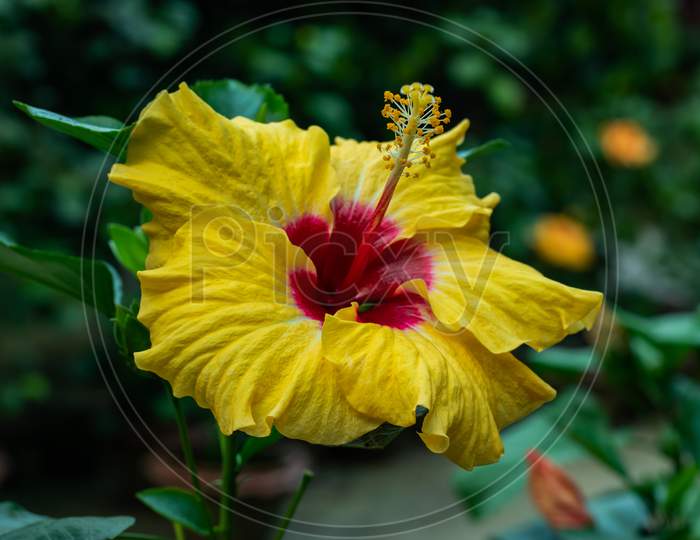 Yellow Deep Red Big Joba Flower Or Hibiscus Rosa-Sinensis