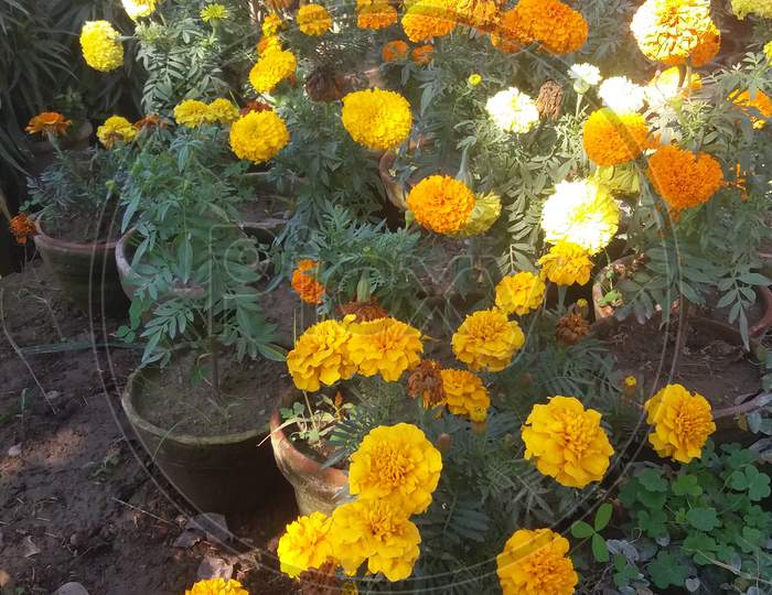 Garden plant Mexican marigold