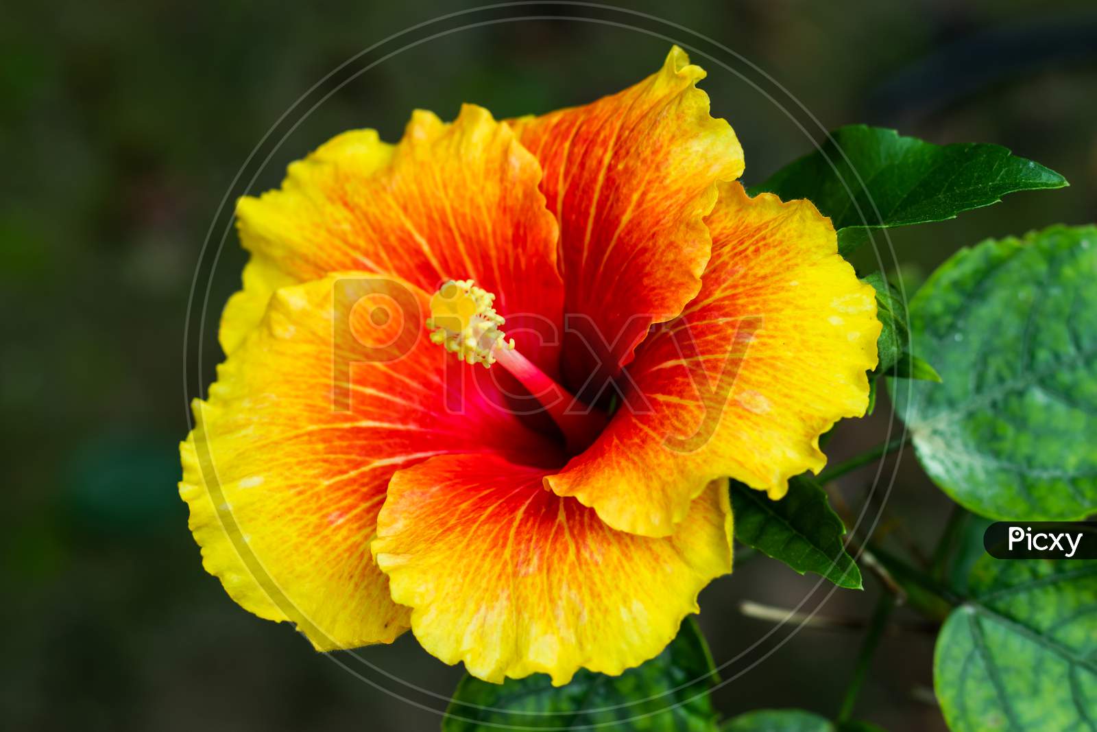 Colorful Big Joba Flower Or Hibiscus Rosa-Sinensis From China
