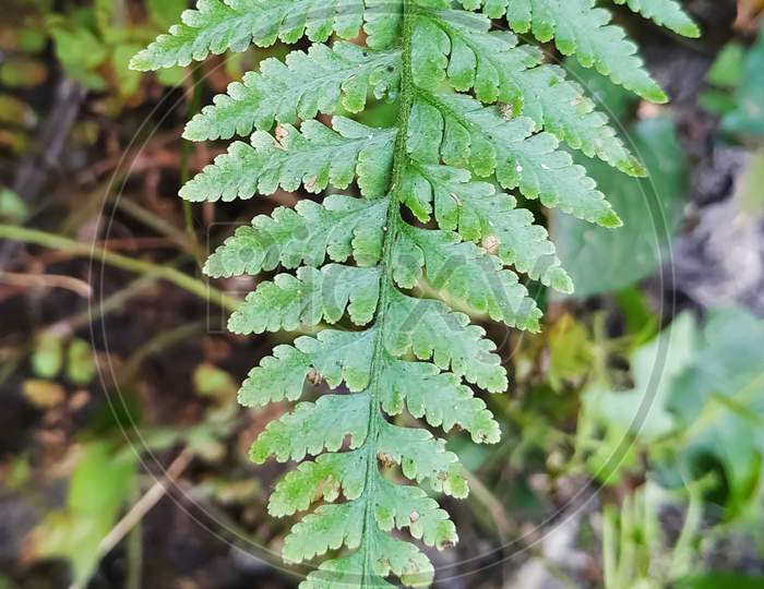 Solitary fern leaf in daylight with natural background