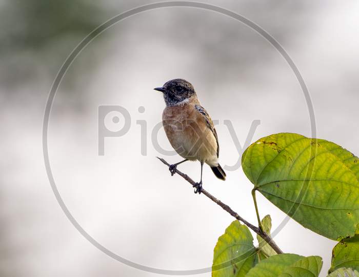 Stonechat sitting on the branch of tree