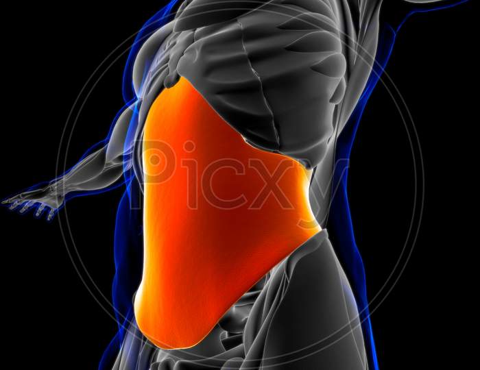 Transverse Abdominis 3d