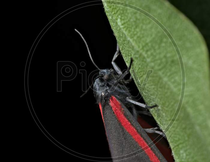 Black And Red Cinnabar Moth Hangs Off A Leaf With A Black Background Portrait, Tyria Jacobaeae