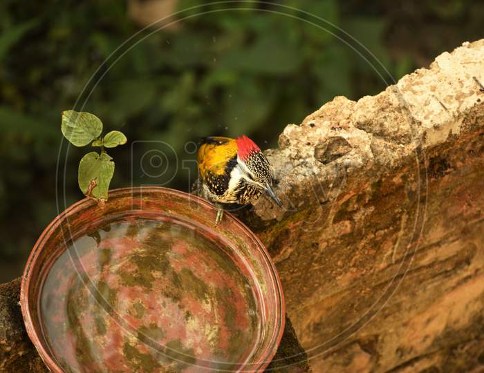 lesser flameback woodpecker drinking water