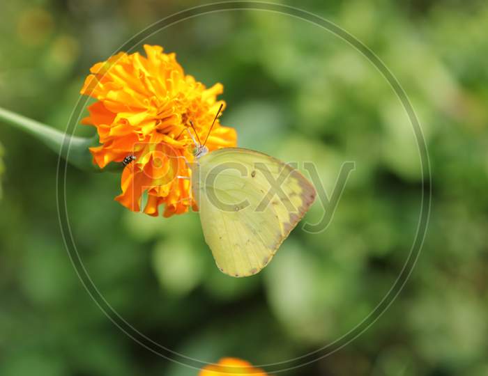 Lemon Emigrant Butterfly Sitting On The Marigold With Blurred Background.