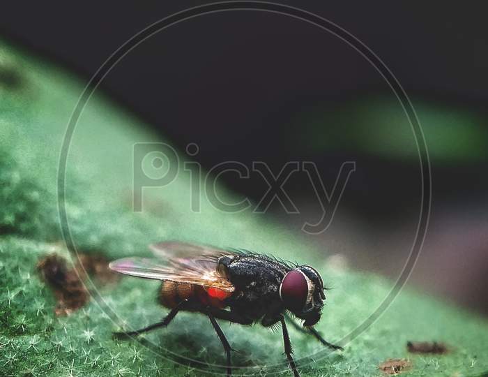 Fly for picxy