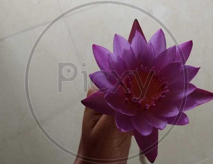 Purple colour Lotus