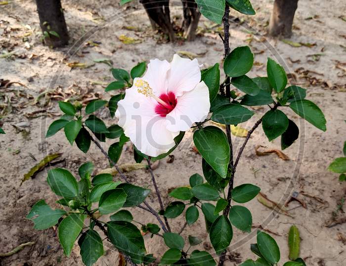 white red flower