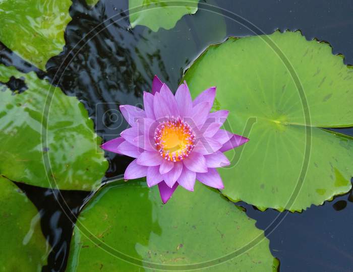 Aquatic purple colour Lotus flower in water