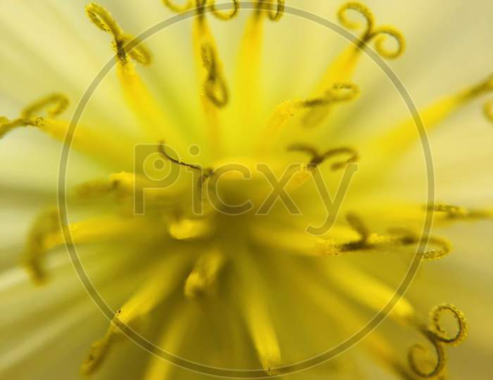 Macro photography flowers branches leaves water wallpaper colirful dandelion sunset