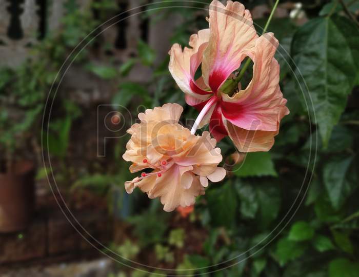 Double orange hibiscus or shoe flower