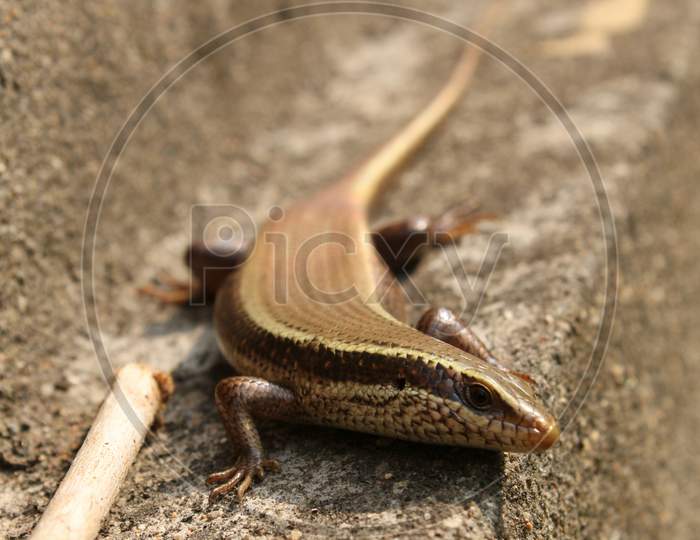 Common Dotted Garden Skink Sitting On The Wall.