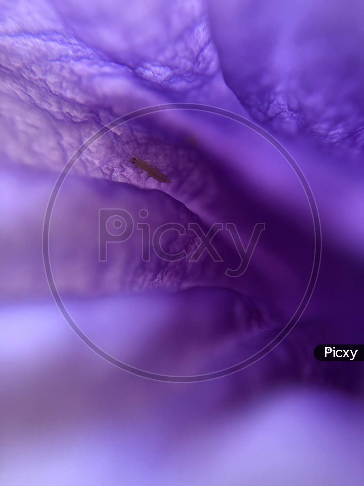 Purple flower macro shot close up background wallpaper
