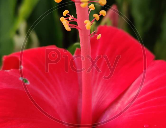 Hibiscus Flower beautiful flower