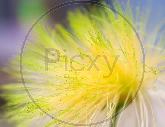 There Are Grass Flowers In The Field. Exposed To The Light Of Nature. Graphics Resource Background.