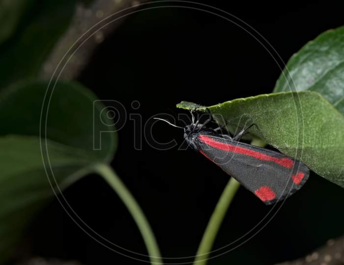 Black And Red Cinnabar Moth Hangs Off A Leaf With A Black Background, Tyria Jacobaeae