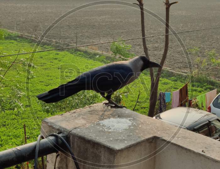 Crow eating rice