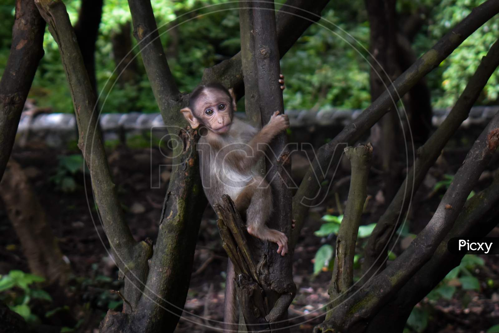 Little Monkey on a tree