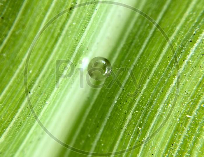 Lemon grass wallpaper with water droplet